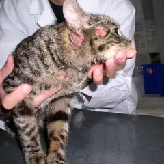 Kot z zaczerwienionymi uszami i łysymi plamami na głowie, być może objawy alergii na kota.