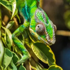 Zielony kameleon wśród liści. Zastanawiasz się, ile kosztuje kameleon? Ten okaz wygląda na bardzo cennego.