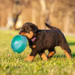 Słodki szczeniak rottweilera niesie miskę, szukając odpowiedzi na pytanie: ile powinien jeść szczeniak tabela.