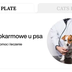 Weterynarz bada psa, który może mieć zatrucie pokarmowe. Objawy, pierwsza pomoc i leczenie.