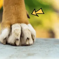 Żółta strzałka wskazuje na wilczy pazur psa, który jest widoczny na łapie.