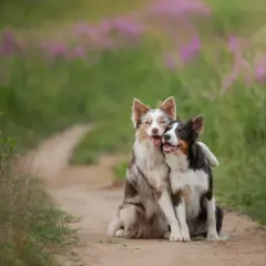 Dwa psy, jeden border collie blue merle, przytulają się na ścieżce wśród kwitnących łubinów.