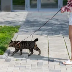 Zwinny kot na smyczy spaceruje po chodniku obok trawnika.