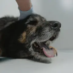 Pies z otwartym pyskiem i wystawionym językiem, być może cierpiący na kaszel kenelowy. Weterynarz w rękawiczce bada zwierzę.