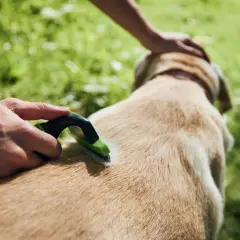 Czesanie psa to jeden z domowych sposobów na wypadanie sierści. Delikatne wyczesywanie pomaga utrzymać jego futro w dobrej kondycji.