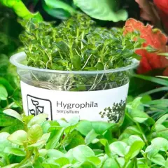 Krasnorosty w akwarium, w tym Hygrophila serpyllum, tworzą bujną, zieloną dżunglę.