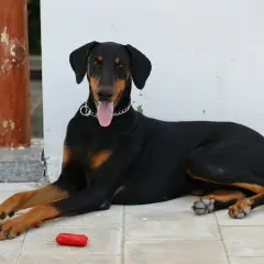 Elegancki doberman leży na płytkach, obok czerwona zabawka. Zastanawiasz się nad doberman cena?