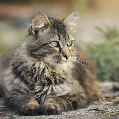 Puszysty kot podwórkowy z zielonymi oczami, czujnie obserwuje otoczenie. Zastanawiasz się, ile żyją koty podwórkowe?