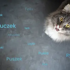 Jak nazwać kotkę? 100+ inspiracji i porady, by wybrać idealnie!