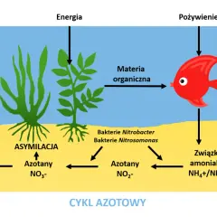 Cykl azotowy w akwarium: ryba zjada materię organiczną, produkując związki amoniaku, które bakterie przetwarzają na azotany. Rośliny asymilują azotany.