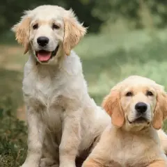 Dwa szczenięta rasy golden retriever siedzą na trawie, jedno z nich uśmiecha się szeroko.