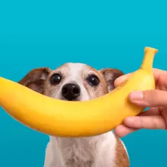 Czy pies może jeść banana? Ten piesek z zaciekawieniem patrzy na banana trzymanego przez człowieka.