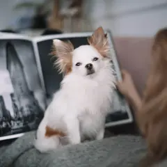 Urocza chihuahua długowłosa siedzi na kocu, podczas gdy jej właścicielka przegląda album ze zdjęciami Nowego Jorku.