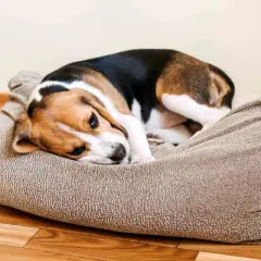 Smutny beagle leży na legowisku, charczy jakby miał coś w gardle.