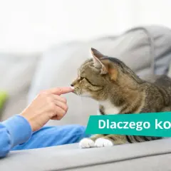 Kobieta delikatnie dotyka nosa kota, który leży na kanapie. Dowiedz się, jak oduczyć kota gryzienia.