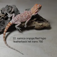 Samica orange/red hypo leatherback het trans. Atrakcyjna agama brodata cena 700.