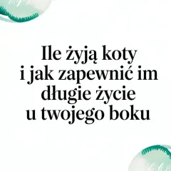 Ile żyją koty i jak zapewnić im długie życie u Twojego boku. Wskazówki dotyczące opieki nad kotem.