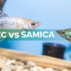 Samiec molinezji o srebrzystym ubarwieniu i samica o zielonych łuskach, kontrastujące ze sobą.
