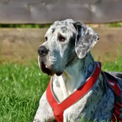 Marmurkowy dog w czerwonej uprzęży leży na trawie. Zastanawiam się, ile kosztuje głupi jaś dla psa, gdy patrzę na tego majestatycznego olbrzyma.