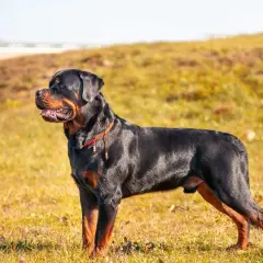 Potężny Rottweiler z groźnym spojrzeniem, w czerwonej obroży, stoi na trawiastym wzgórzu.