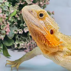 Agama brodata w odcieniach żółci i pomarańczu, z delikatnymi różowymi kwiatami w tle. Jej łuski mienią się w słońcu, ukazując bogactwo **agamy brodatej kolory**.