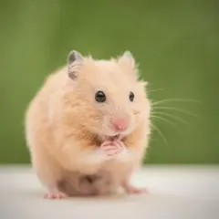 Uroczy chomik domowy z puszystym futerkiem, siedzi na białej powierzchni na tle zieleni.