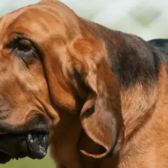 Brązowy pies rasy Bloodhound z charakterystycznymi, długimi fafle. Jego uszy opadają luźno, a język lekko wystaje.