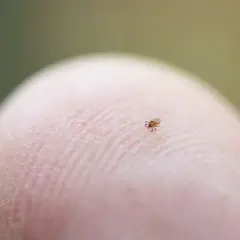 Mały, brązowy kleszcz na opuszku palca. Widać jego osiem nóżek i okrągłe ciało.