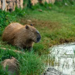 Kapibara odpoczywa na trawie przy wodzie. Zastanawiasz się nad jej kapibara cena?