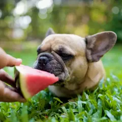 Francuski buldog zjada kawałek arbuza. To pokazuje, co może jeść pies, gdy jest gorąco.