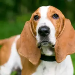 Uroczy pies z długimi uszami, rasa Basset Hound, patrzy z zaciekawieniem.
