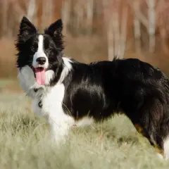 Czarny pies rasy border collie z białymi znaczeniami, z językiem na wierzchu, stoi na trawie.