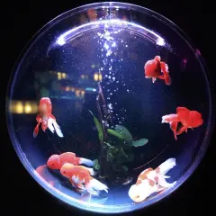 Złota rybka w kuli: Ile kosztuje i dlaczego to błąd?