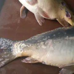 Ryby z widocznymi zmianami skórnymi, wskazującymi na posocznica u ryb. Jedna ryba ma czerwone, ropiejące rany.