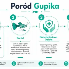 Ilustracja przedstawia etapy porodu gupika: pierwsze oznaki, sam poród, opiekę nad samicą i oddzielenie narybku.