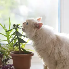 Puszysty kotek próbuje zjeść liście rośliny, która wygląda jak grubosz, ale czy kwiat kalanchoe jest trujący?
