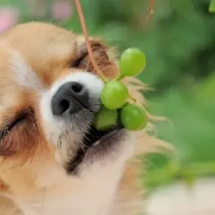 Mały piesek chihuahua próbuje winogron. Czy pies może jeść winogrona? To pytanie zadaje sobie wielu właścicieli czworonogów.