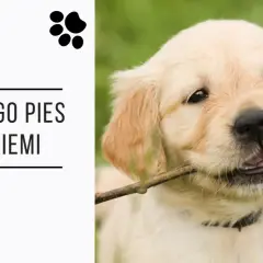 Uroczy szczeniak golden retriever gryzie patyk, a tekst pyta "Dlaczego pies je z ziemi?".