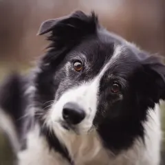 Inteligentny border collie z zaciekawieniem patrzy w obiektyw. Zastanawiasz się, ile kosztuje border collie?