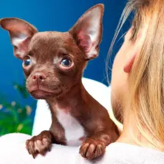 Mały chihuahua, z wielkimi uszami i ciekawskim spojrzeniem, siedzi na ramieniu swojej właścicielki. Jego charakter to odwaga i przywiązanie.