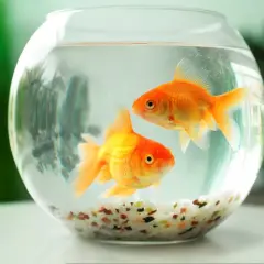 Rybka w kuli: Dlaczego to pułapka? Stwórz jej dom!