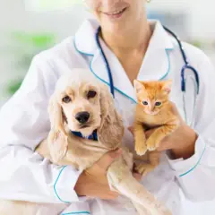Weterynarz to doktor? Ostateczna odpowiedź i savoir-vivre