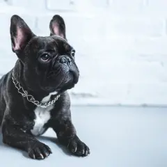 Czarny buldog francuski w srebrnym łańcuszku, z charakterystycznymi dla rasy fałdkami i uszami. Mimo uroczej aparycji, buldogi francuskie mają pewne wady zdrowotne.