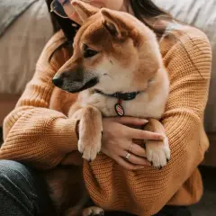 Dziewczyna tuli swojego psa rasy Shiba Inu. Zastanawiasz się, czy pies może jeść ryż? Ten uroczy piesek na pewno by się ucieszył z małej porcji!