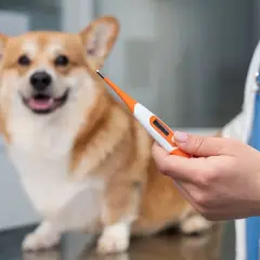 Weterynarz mierzy temperaturę psa. Corgi czeka cierpliwie na wyniki.