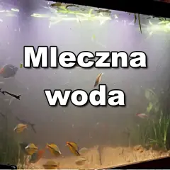 Mętna woda w akwarium, gdzie pływają kolorowe rybki.