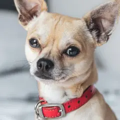 Mały piesek chihuahua w czerwonej obroży, który się trzęsie.