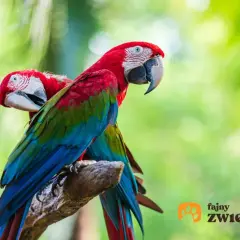 Dwa kolorowe papugi ary siedzą na gałęzi. Zastanawiasz się, ile kosztuje papuga ara?