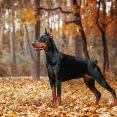 Elegancki, czarny doberman z rudymi znaczeniami stoi na tle jesiennego lasu.