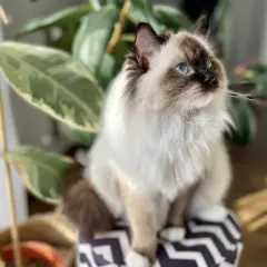 Piękny kot rasy ragdoll z niebieskimi oczami siedzi obok rośliny. Zastanawiasz się nad ragdoll kot cena?